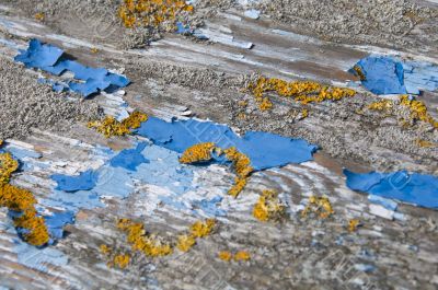Peeling paint