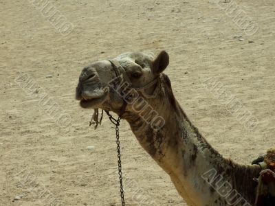 camel