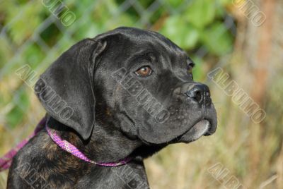 puppy italian mastif