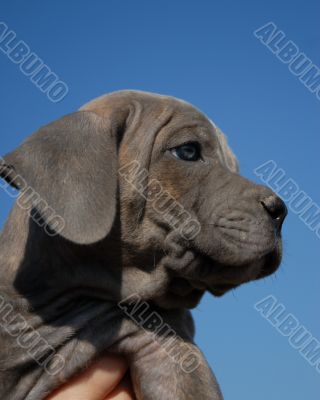 portrait of a baby dog