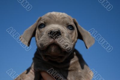 puppy cane corso