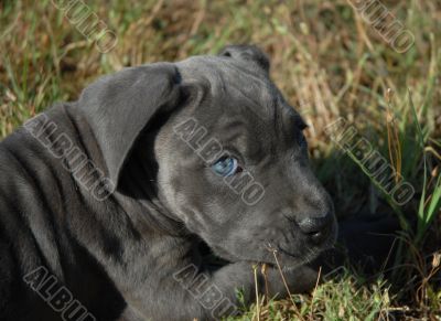 very young puppy cane corso