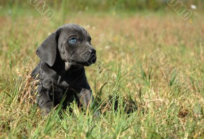 little dog in a field