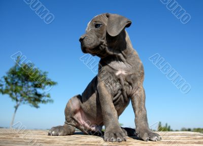 pup cane corso