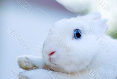 white bunny
