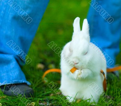 banny on green grass