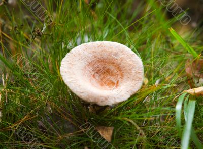 Lactarius torminosus