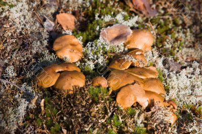 Family of Boletus bovinus