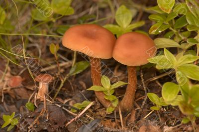 Brown mushrooms