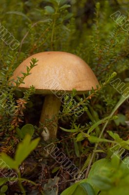 Mushroom a rough boletus