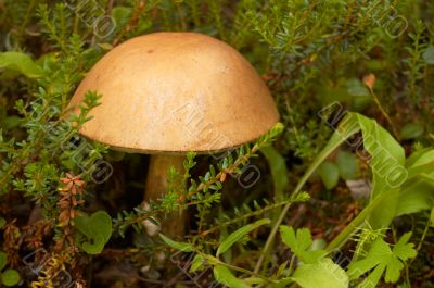 Mushroom a rough boletus