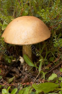 Mushroom a rough boletus