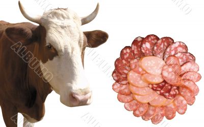 Cow and sausage