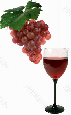 Grapes and vine