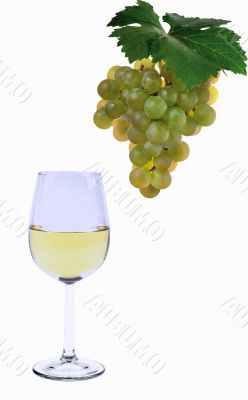 Grapes and vine