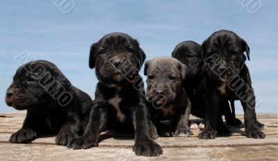 puppies cane corso