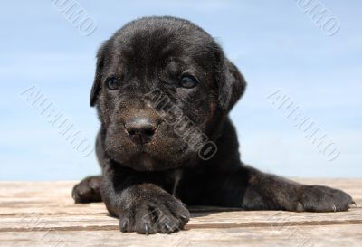 puppy cane corso