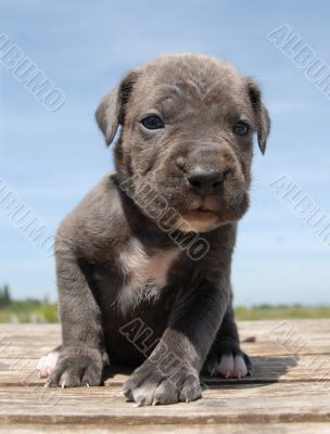 puppy cane corso