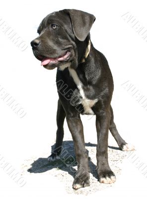 cane corso