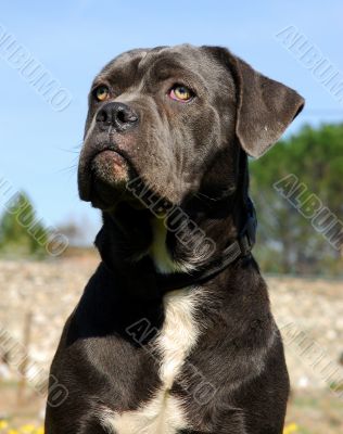 cane corso