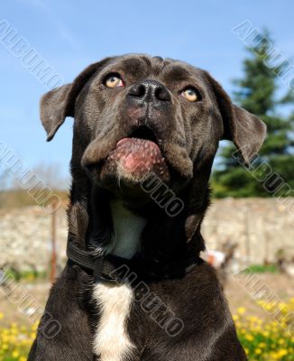 cane corso