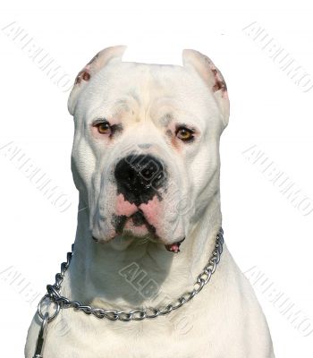 dogo argentino