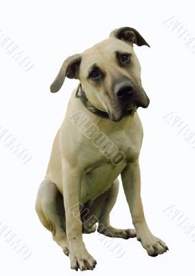 puppy dogo canario