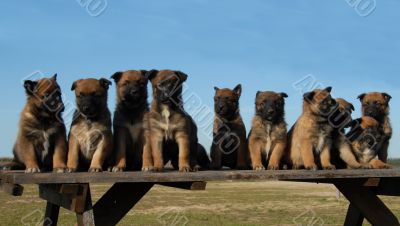 puppies malinois