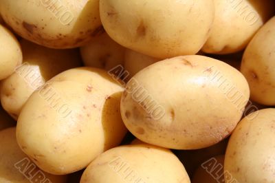 The White Potato