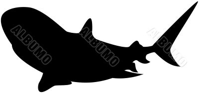 Shark Silhouette