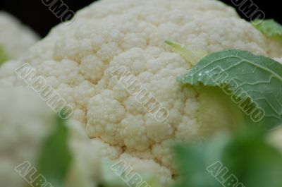 Fresh Cauliflower