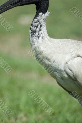 Australian white ibis