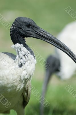 Australian white ibis