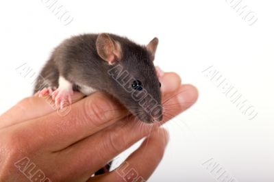 The Rat on the fingers