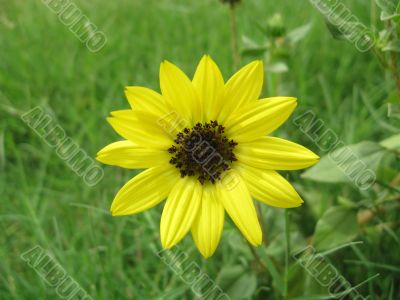 A Beautiful Sunflower