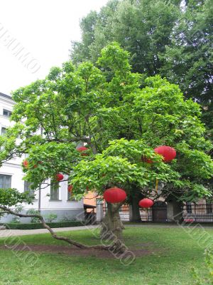 Red lanterns on a green tree
