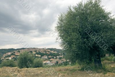 Seggiano (Tuscany) and old olive tree