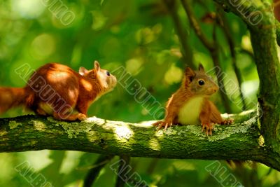 playing young squirrels