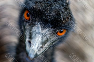 Emu watching