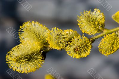 Furry catkins