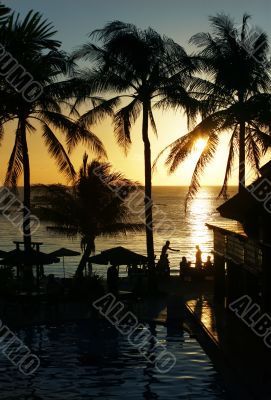 Silhouettes of palm