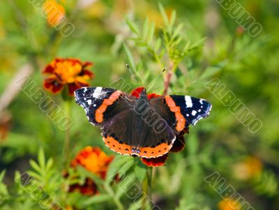 butterfly on red flowers