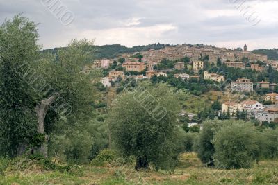 Panoramic view of Seggiano with old olive trees