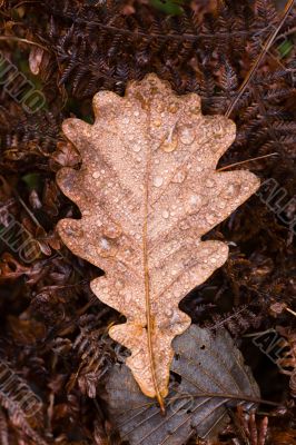 leaf after a rain