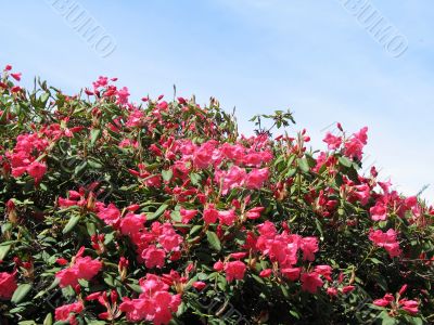 pink flowers in a tree