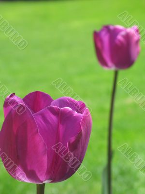 purple tulip and green grass