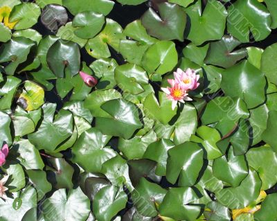 pink water lilies