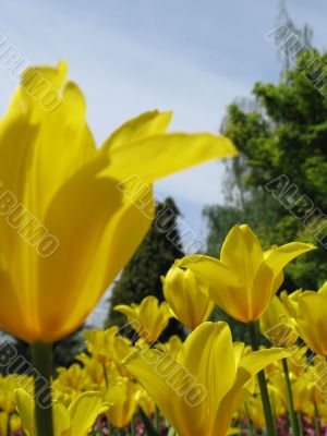 garden of yellow tulips