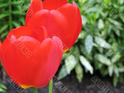 red tulips close-up