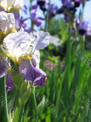 purple and yellow iris